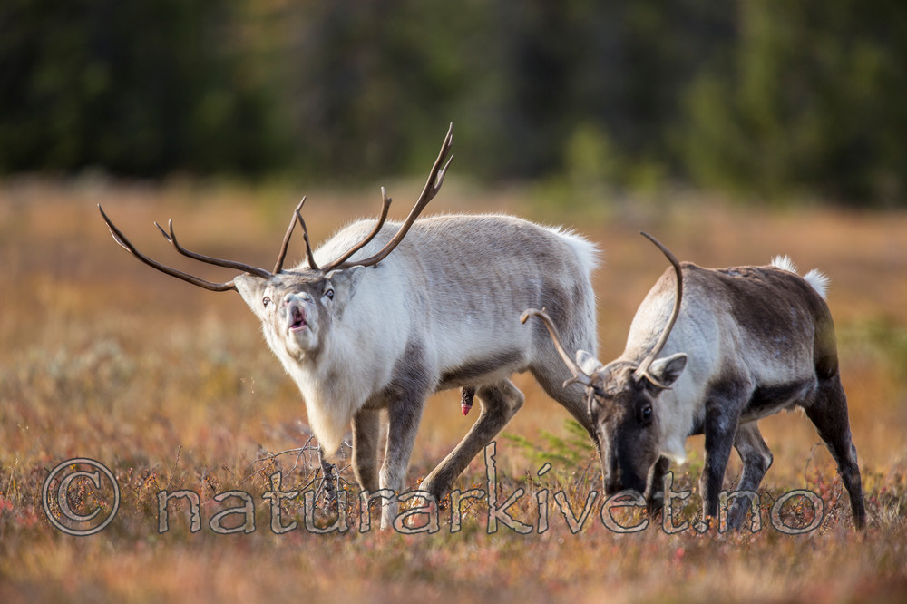 KA_140928_2938 / Rangifer tarandus / Rein