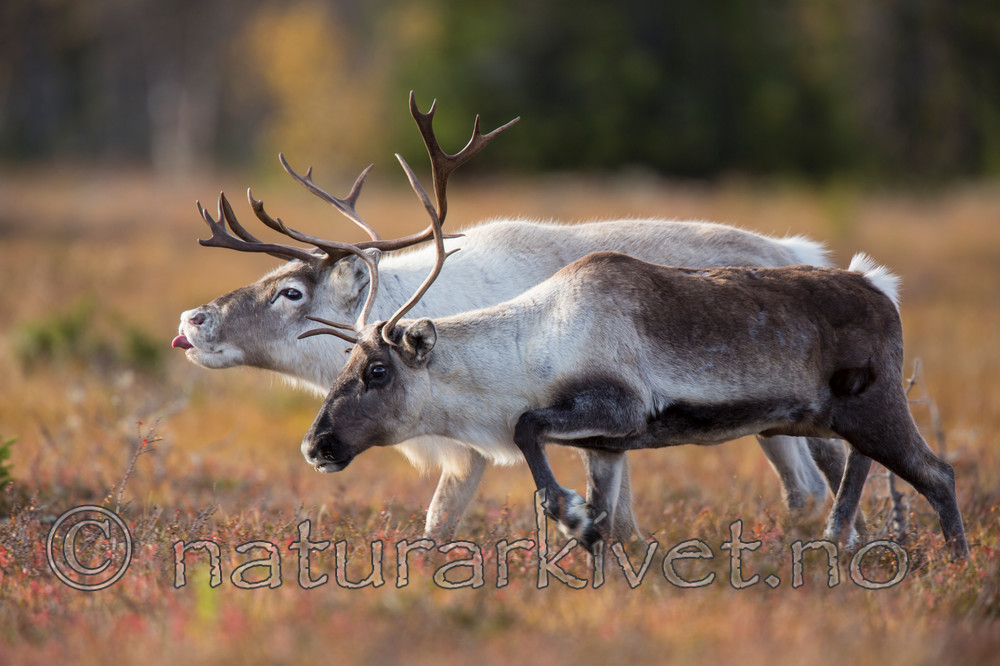 KA_140928_2939 / Rangifer tarandus / Rein