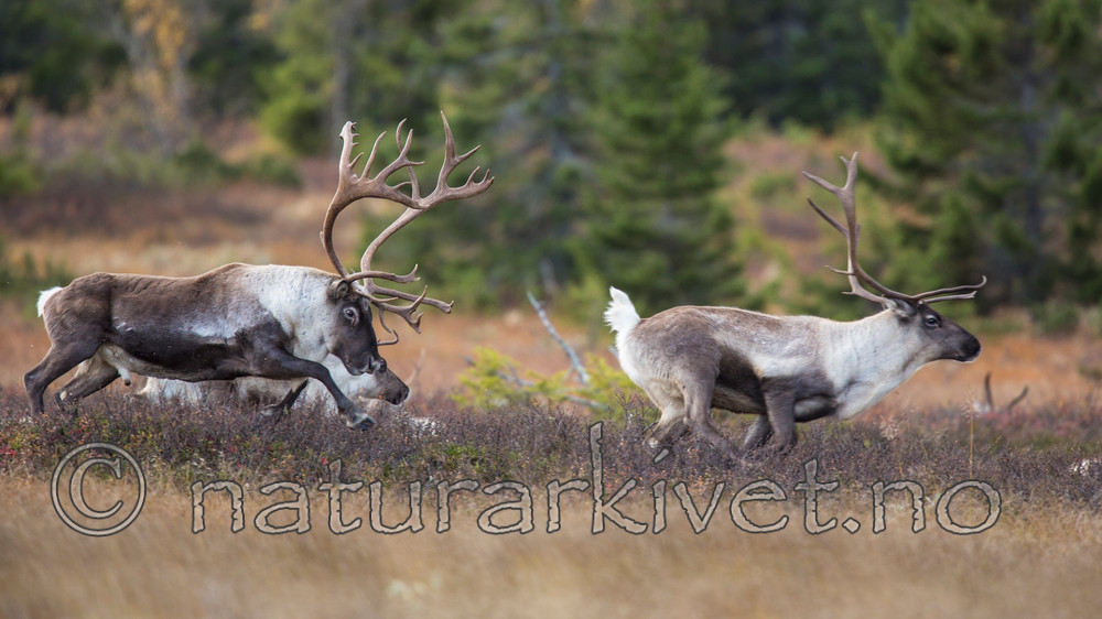 KA_140928_2942 / Rangifer tarandus / Rein