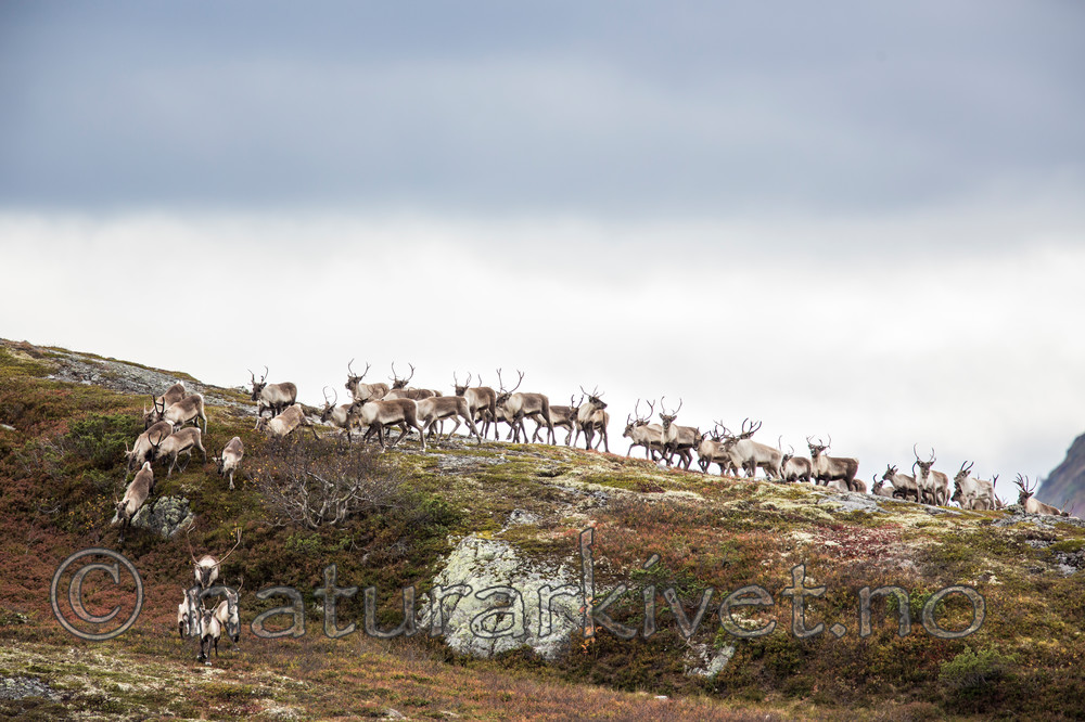 KA_140928_3009 / Rangifer tarandus / Rein
