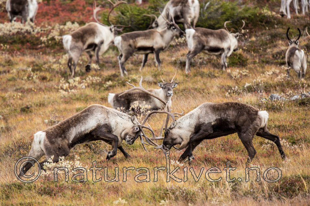KA_140928_3025 / Rangifer tarandus / Rein