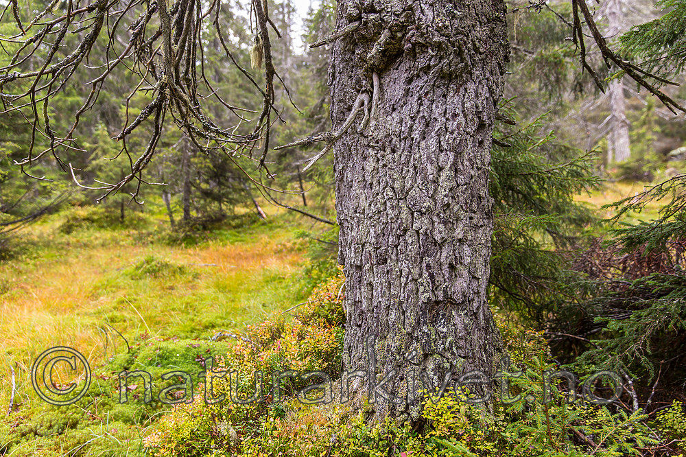 KA_141006_4348 / Picea abies / Gran