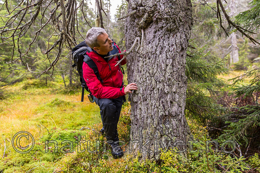 KA_141006_4350 / Picea abies / Gran