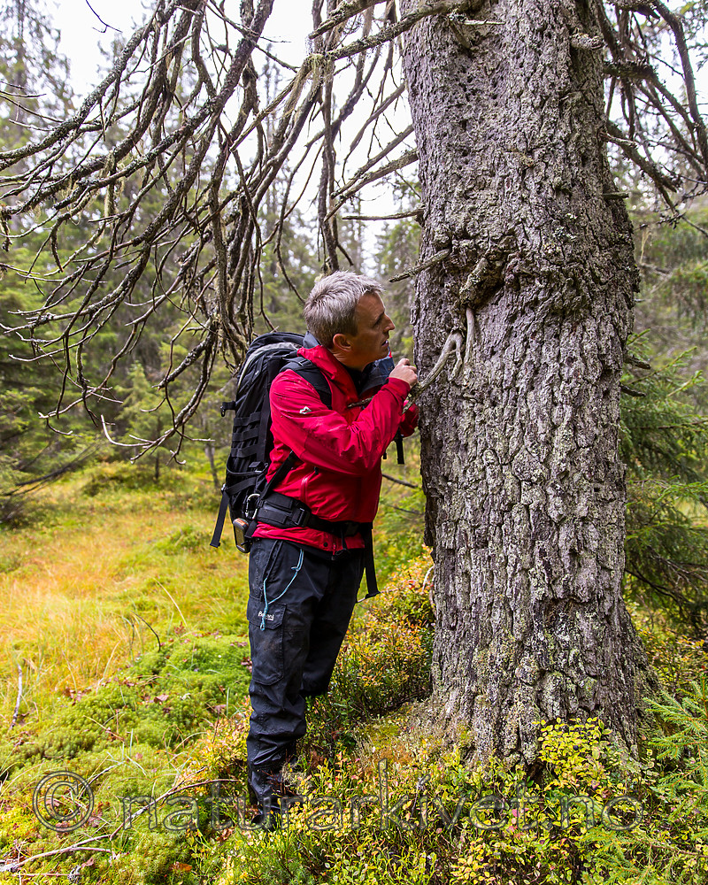 KA_141006_4352 / Picea abies / Gran