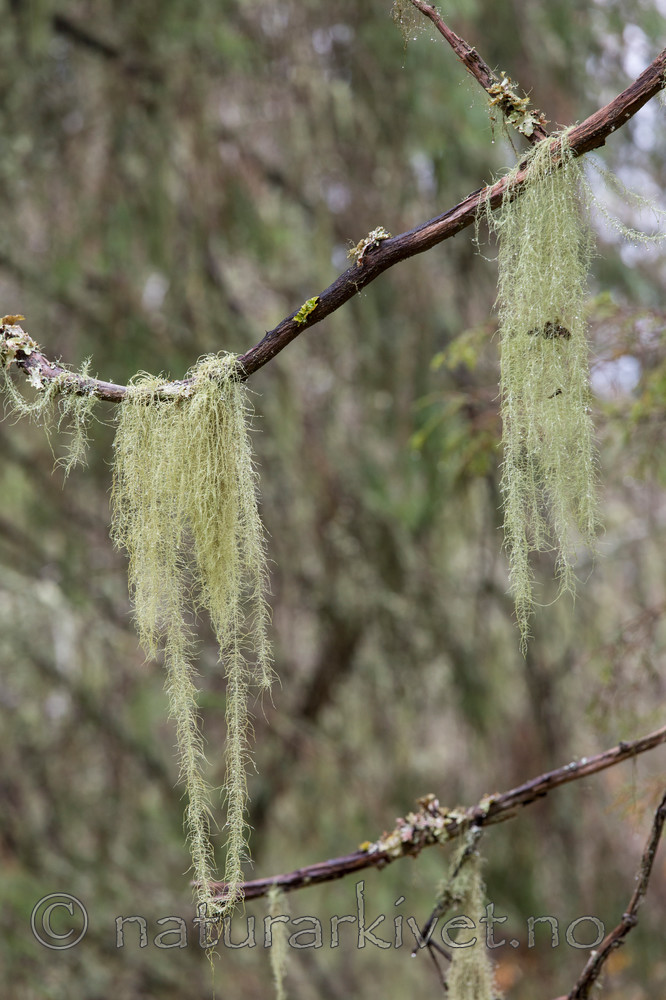 KA_141021_3637 / Usnea longissima / Huldrestry