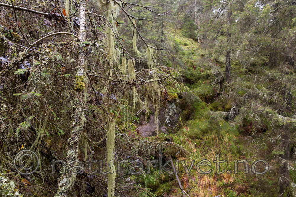 KA_141021_3640 / Usnea longissima / Huldrestry