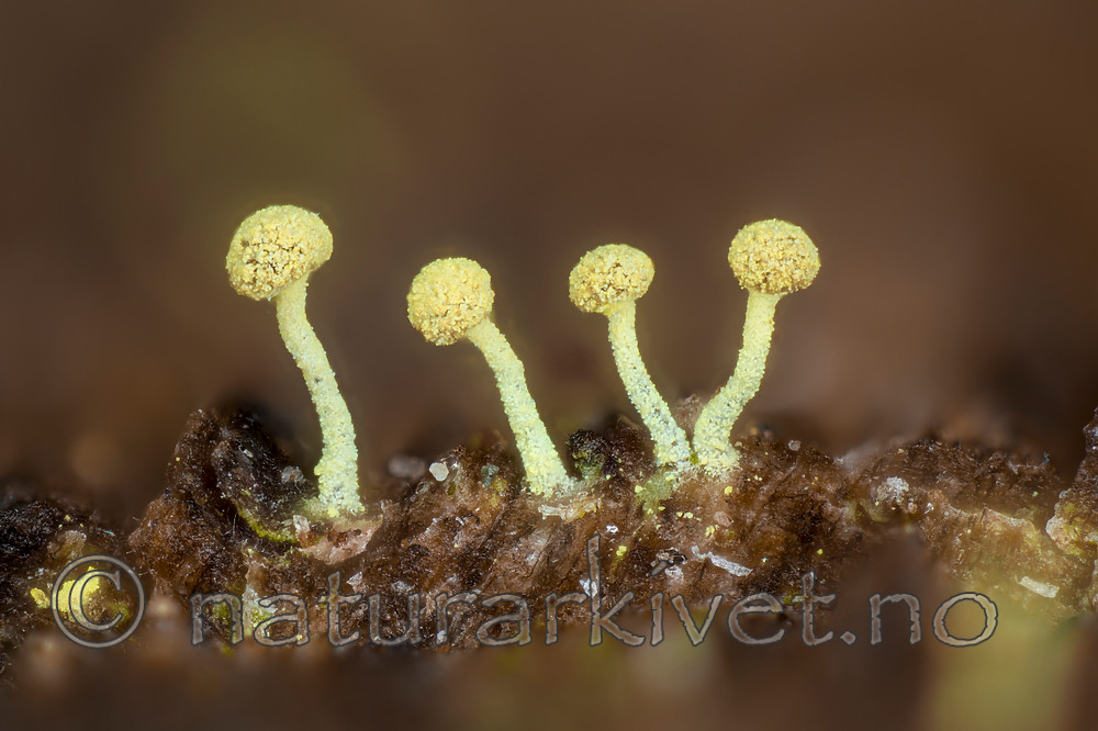 KA_141101_brachypoda / Chaenotheca brachypoda / Dverggullnål