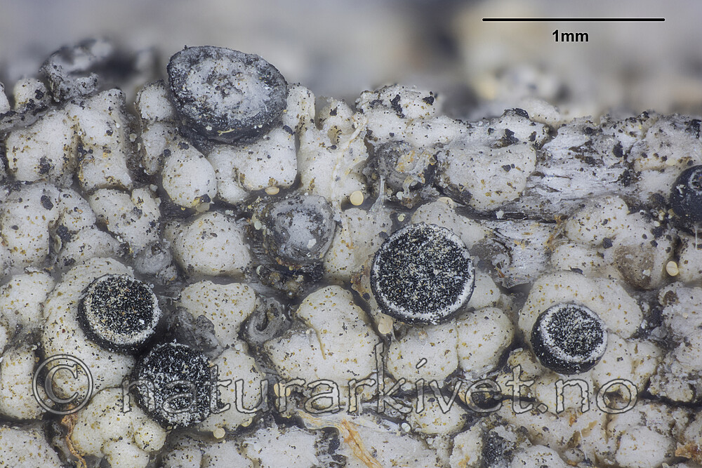 KA_141115_karelicum_mm / Cyphelium karelicum / Trollsotbeger