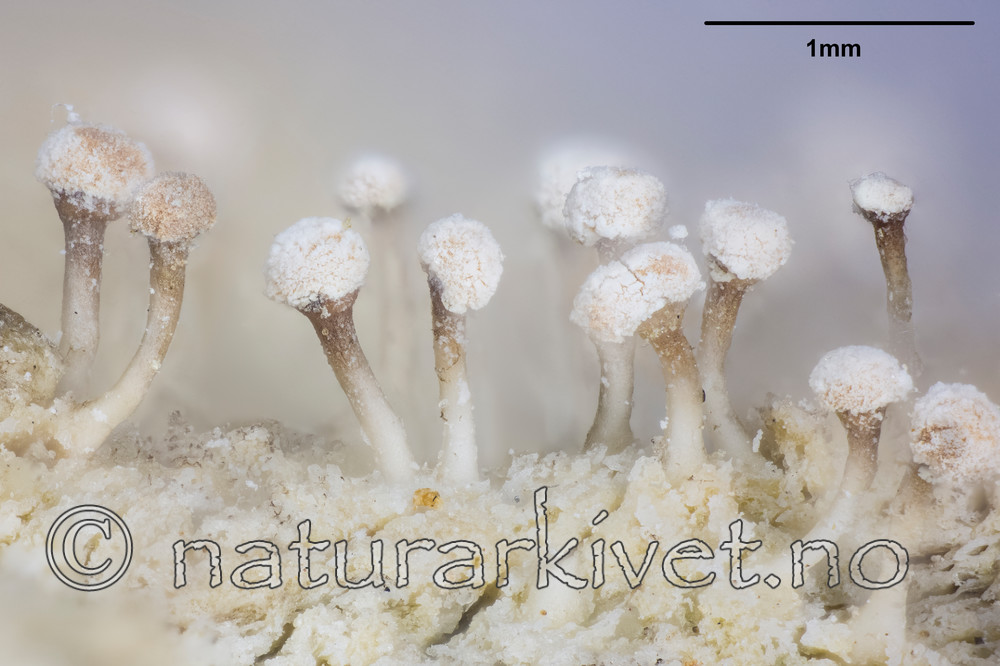 KA_141117_peronella_mm / Sclerophora peronella / Kystdoggnål