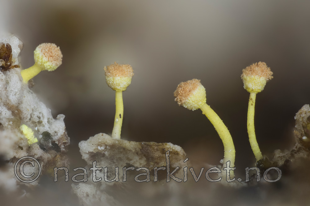 KA_141120_pallida / Sclerophora pallida / Bleikdoggnål