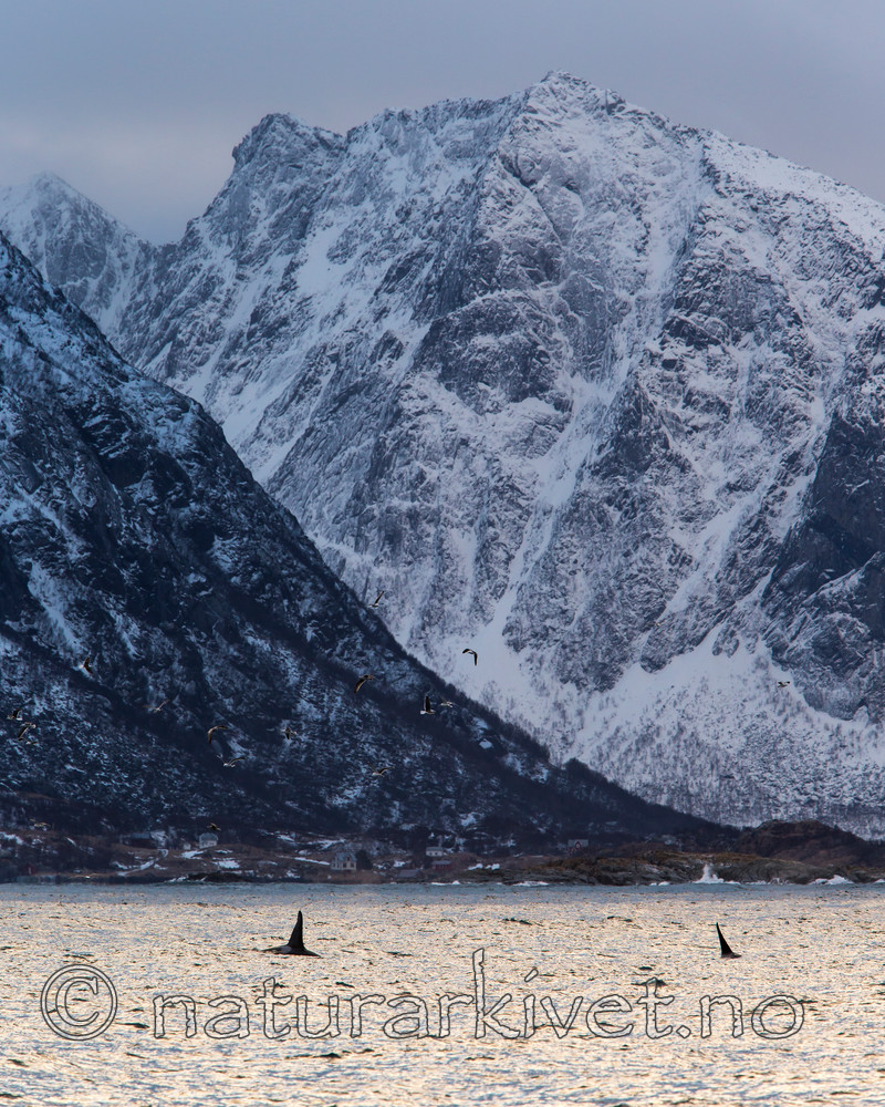 KA_150207_52 / Orcinus orca / Spekkhogger