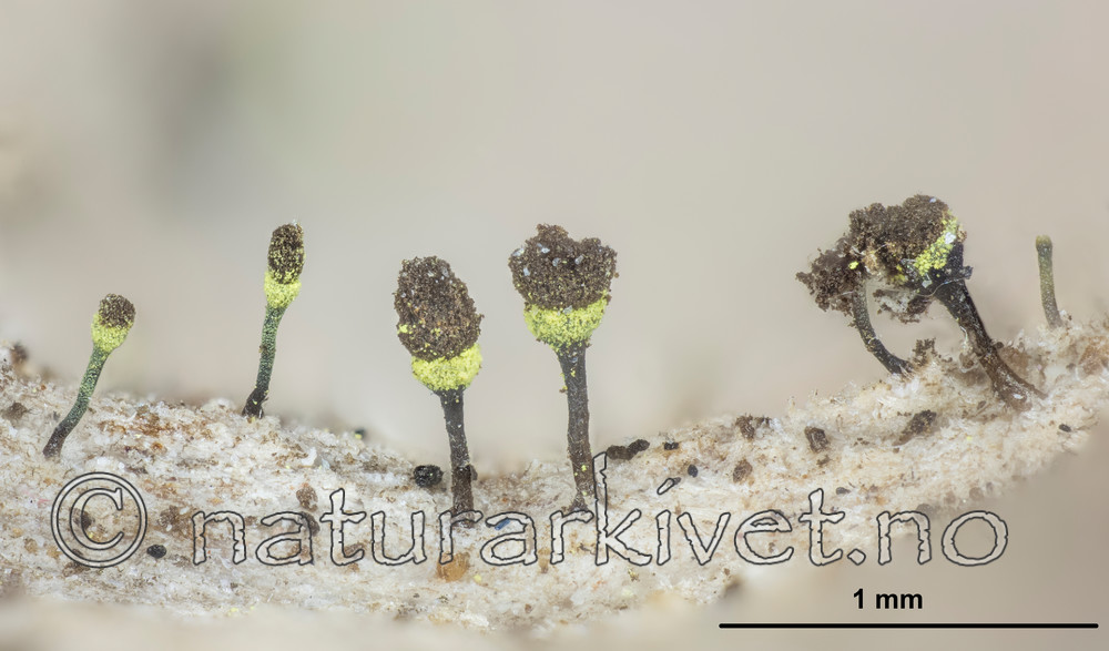 KA_150216_hispidula_mm / Chaenotheca hispidula / Smalhodenål
