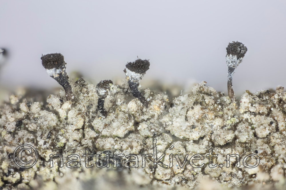 KA_150218_cinerea / Chaenotheca cinerea / Huldrenål