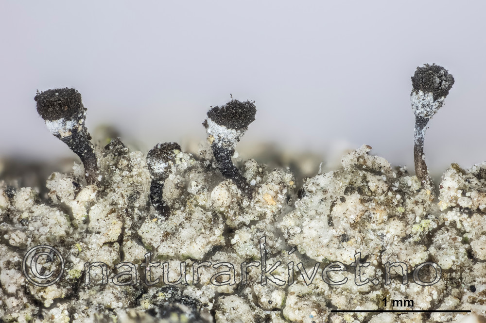 KA_150218_cinerea_mm / Chaenotheca cinerea / Huldrenål