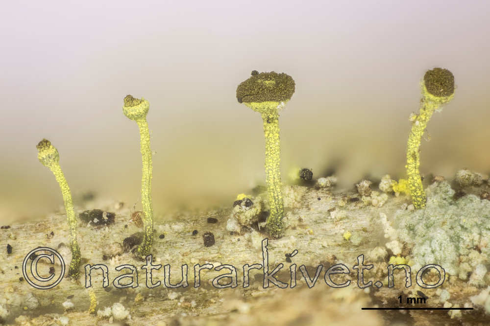 KA_150218_laevigata_mm / Chaenotheca laevigata / Taiganål