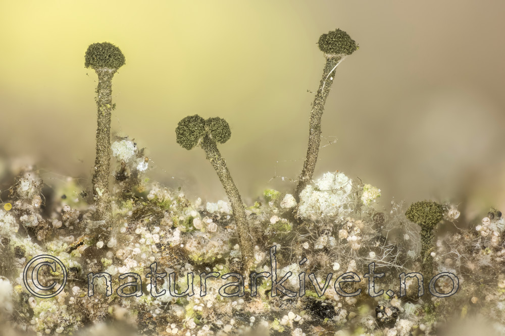 KA_150219_arenarium / Microcalicium arenarium / Steinnål