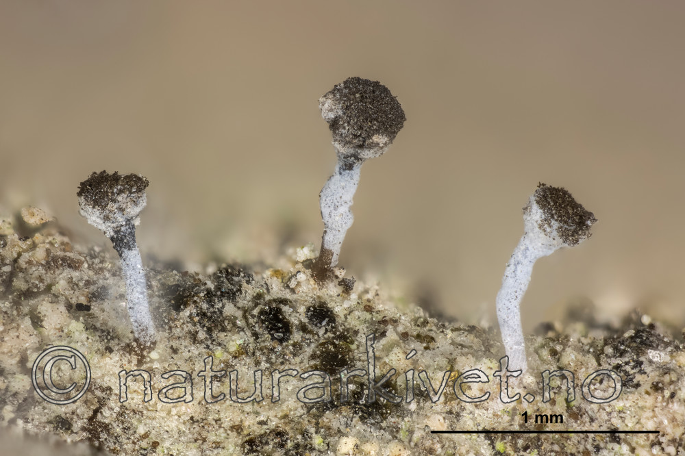 KA_150219_cinerea_2_mm / Chaenotheca cinerea / Huldrenål