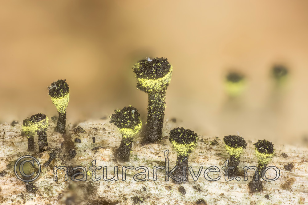 KA_150219_trabinellum / Calicium trabinellum / Gullringnål