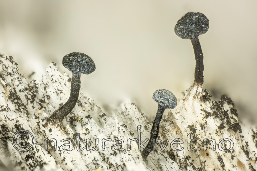 KA_150323_fennica / Chaenothecopsis fennica