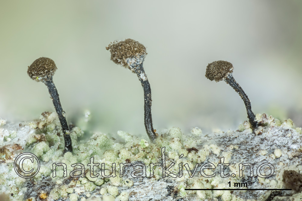 KA_150323_trichialis_mm / Chaenotheca trichialis / Skjellnål