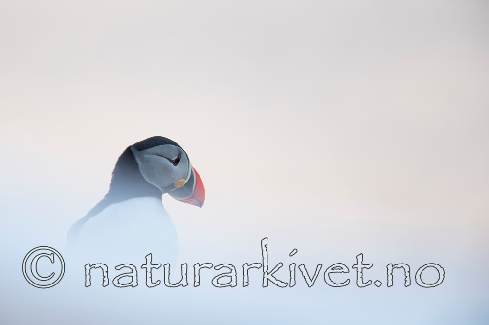 KA_150406_106 / Fratercula arctica / Lunde