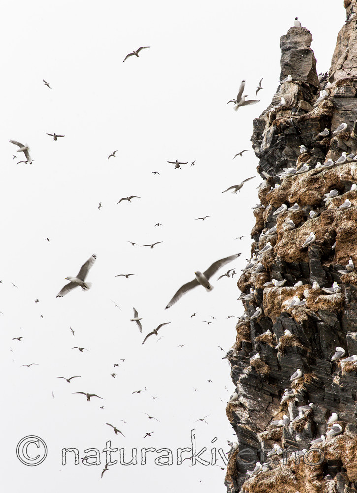 KA_150406_11 / Rissa tridactyla / Krykkje