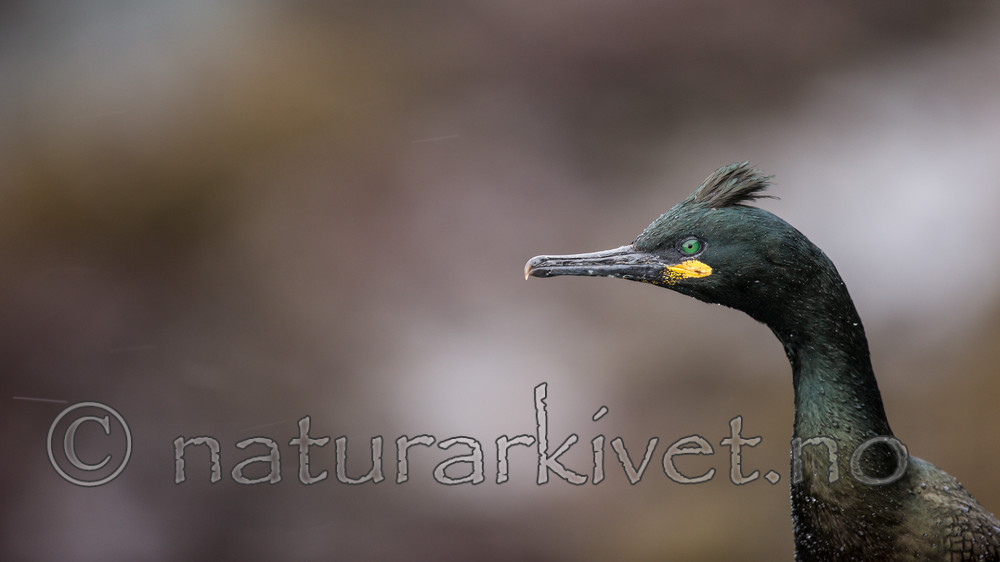 KA_150406_2 / Phalacrocorax aristotelis / Toppskarv