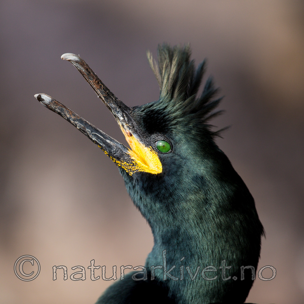 KA_150406_24 / Phalacrocorax aristotelis / Toppskarv