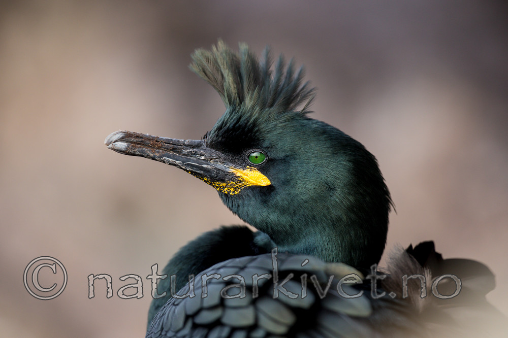 KA_150406_30 / Phalacrocorax aristotelis / Toppskarv