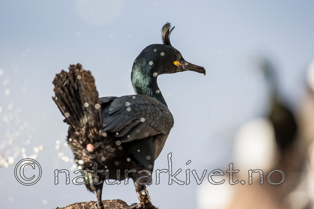 KA_150406_56 / Phalacrocorax aristotelis / Toppskarv