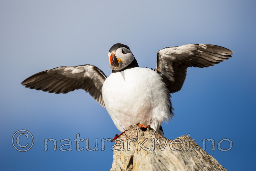 KA_150406_59 / Fratercula arctica / Lunde