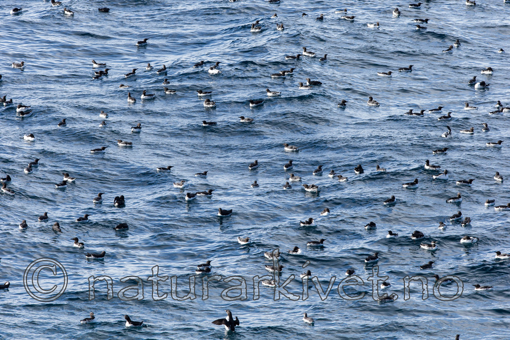 KA_150407_126 / Uria aalge / Lomvi