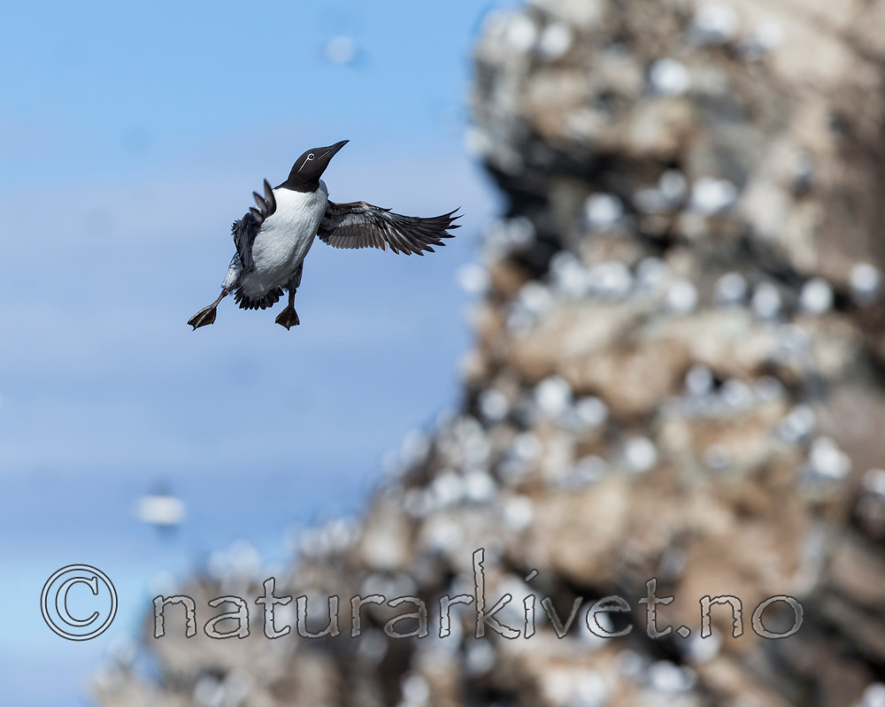 KA_150407_136 / Uria aalge / Lomvi