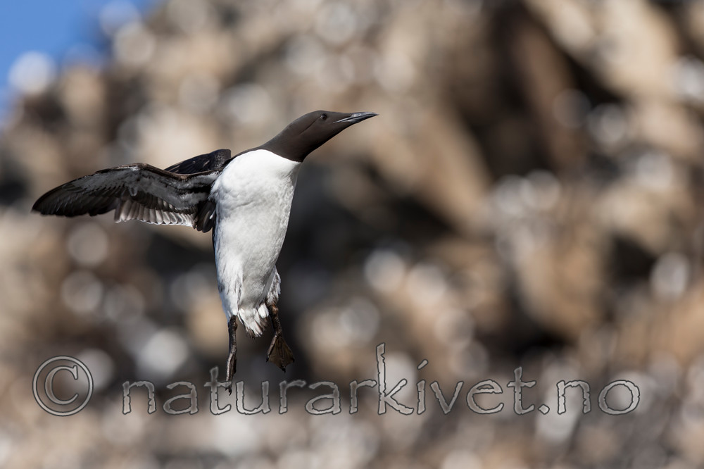 KA_150407_138 / Uria aalge / Lomvi