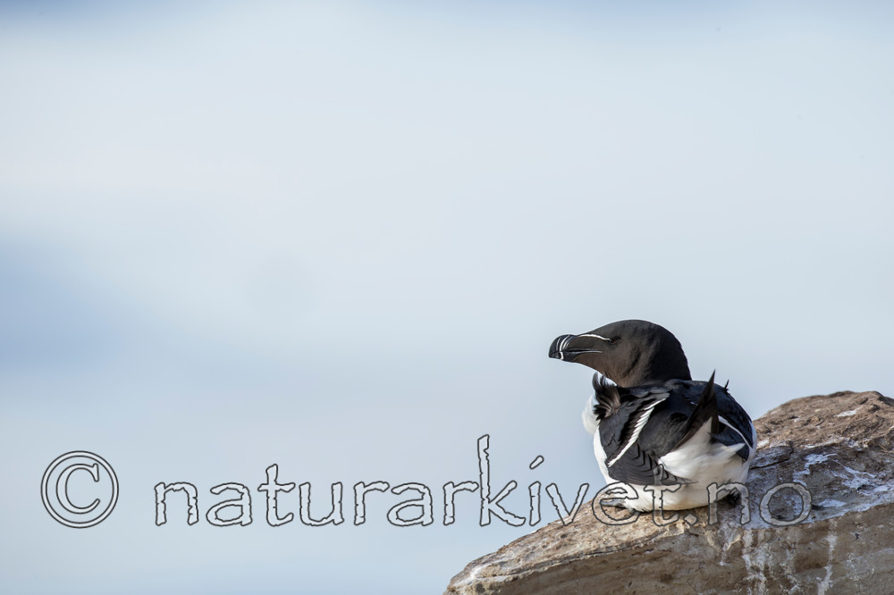 KA_150407_212 / Alca torda / Alke