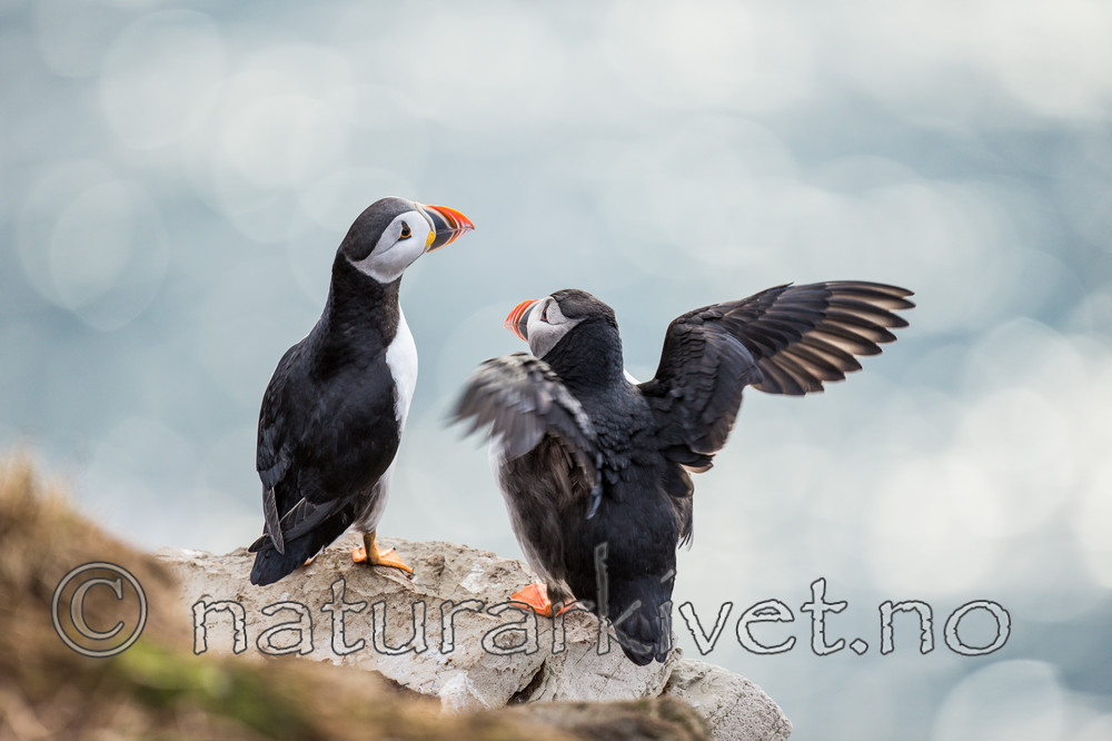 KA_150407_248 / Fratercula arctica / Lunde