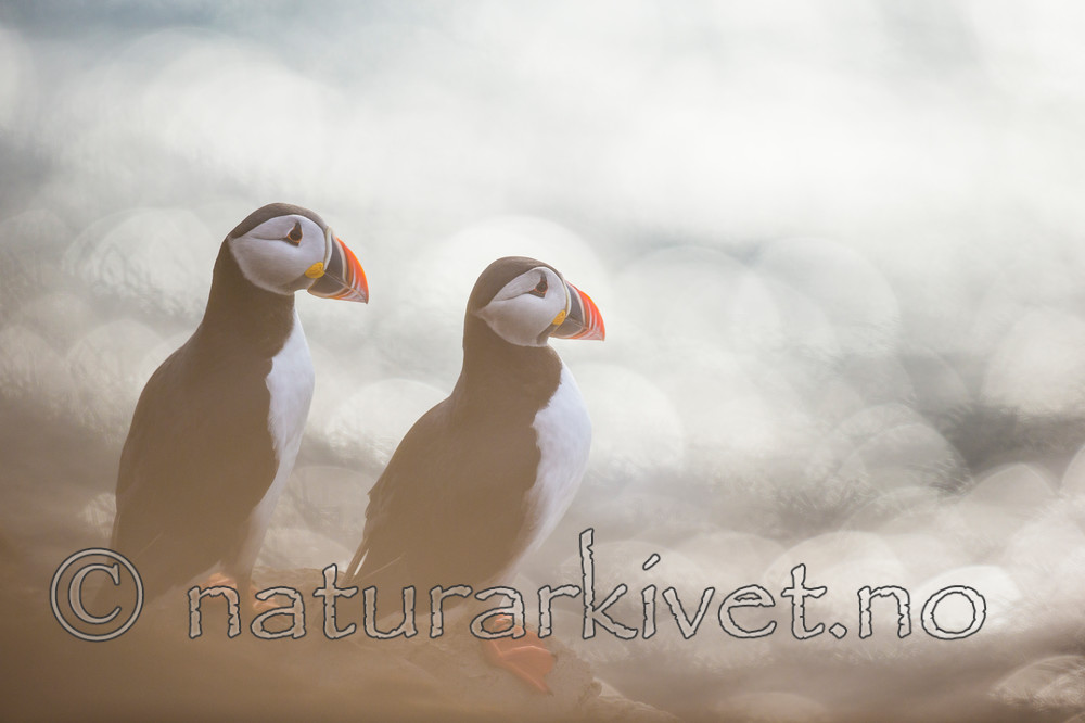 KA_150407_266 / Fratercula arctica / Lunde