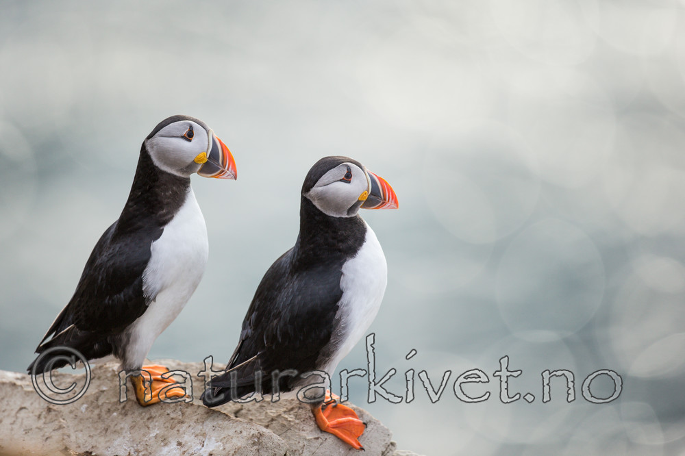 KA_150407_269 / Fratercula arctica / Lunde