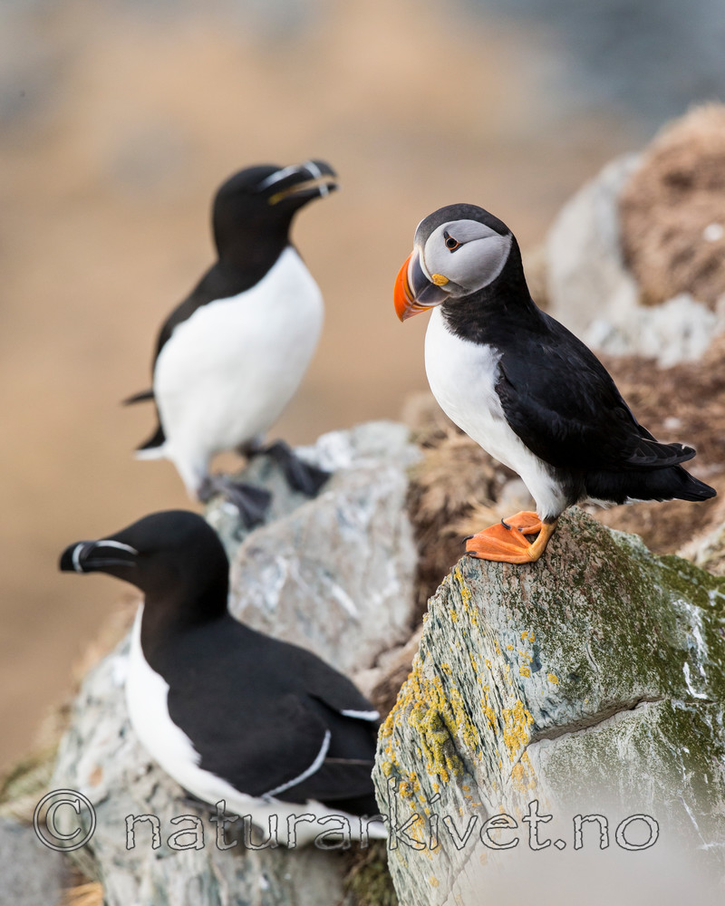 KA_150407_278 / Alca torda / Alke <br /> Fratercula arctica / Lunde