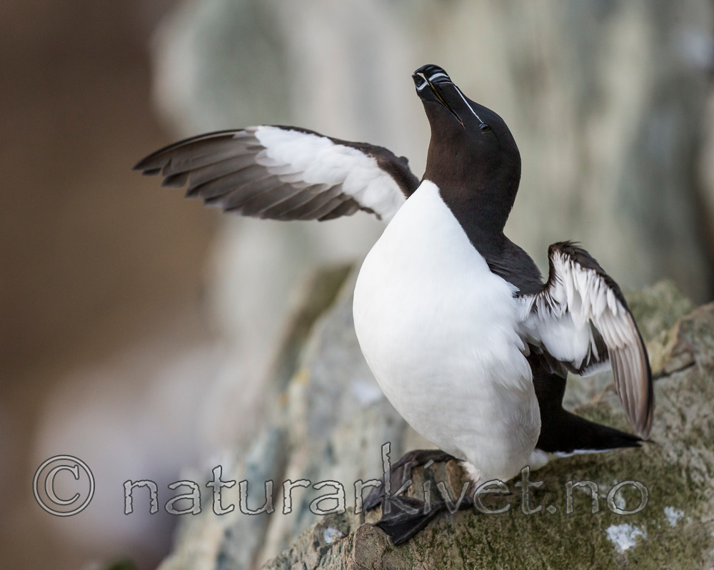 KA_150407_283 / Alca torda / Alke