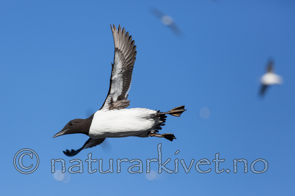 KA_150407_35 / Uria aalge / Lomvi