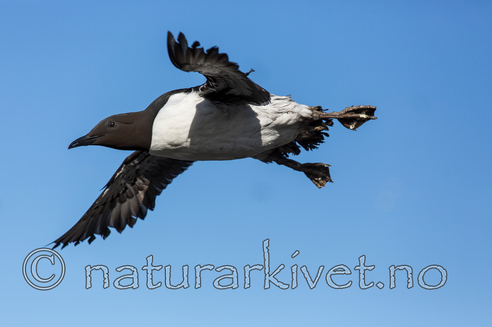 KA_150407_43 / Uria aalge / Lomvi