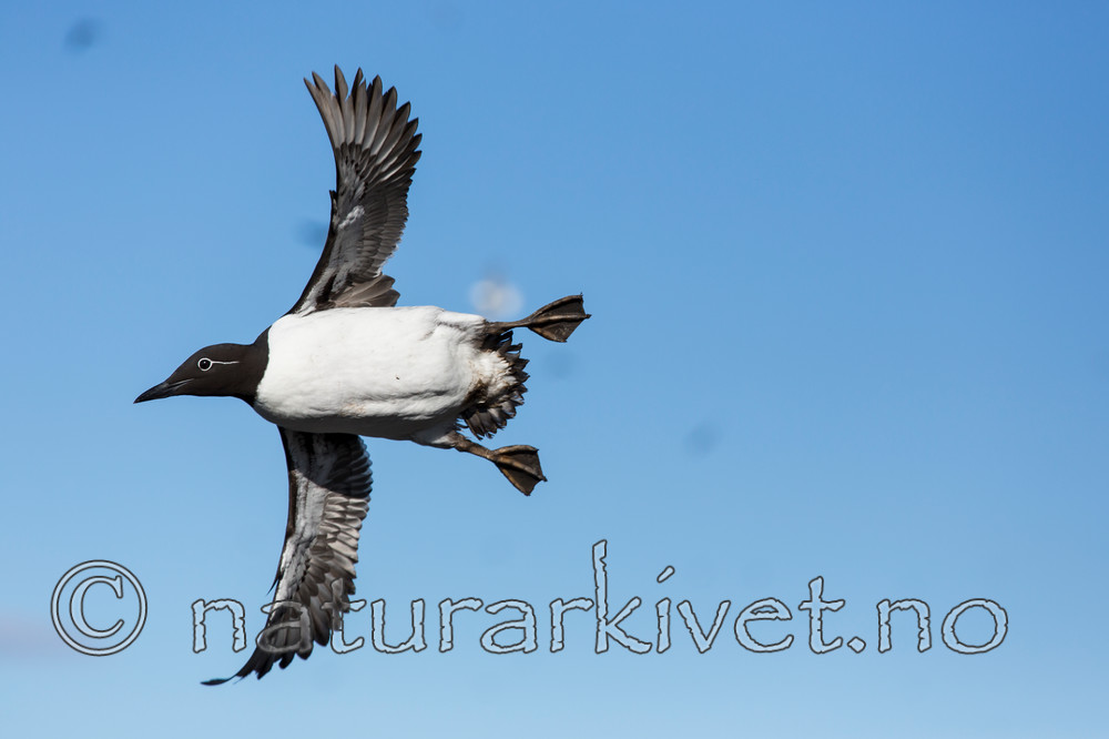 KA_150407_52 / Uria aalge / Lomvi