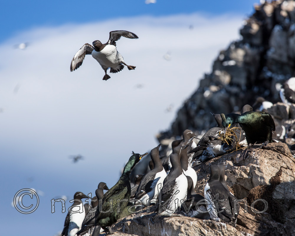 KA_150407_56 / Uria aalge / Lomvi