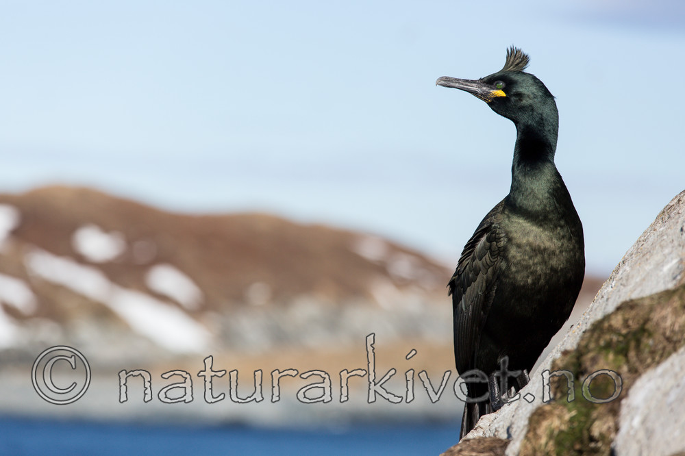 KA_150407_60 / Phalacrocorax aristotelis / Toppskarv