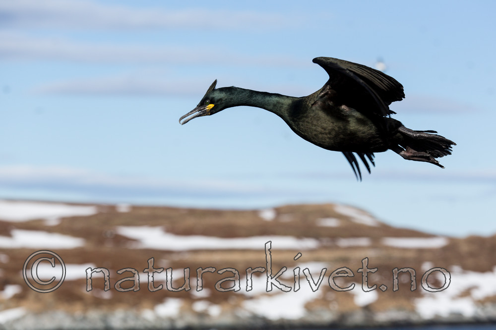 KA_150407_63 / Phalacrocorax aristotelis / Toppskarv