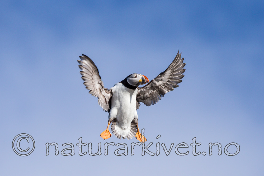 KA_150407_79 / Fratercula arctica / Lunde