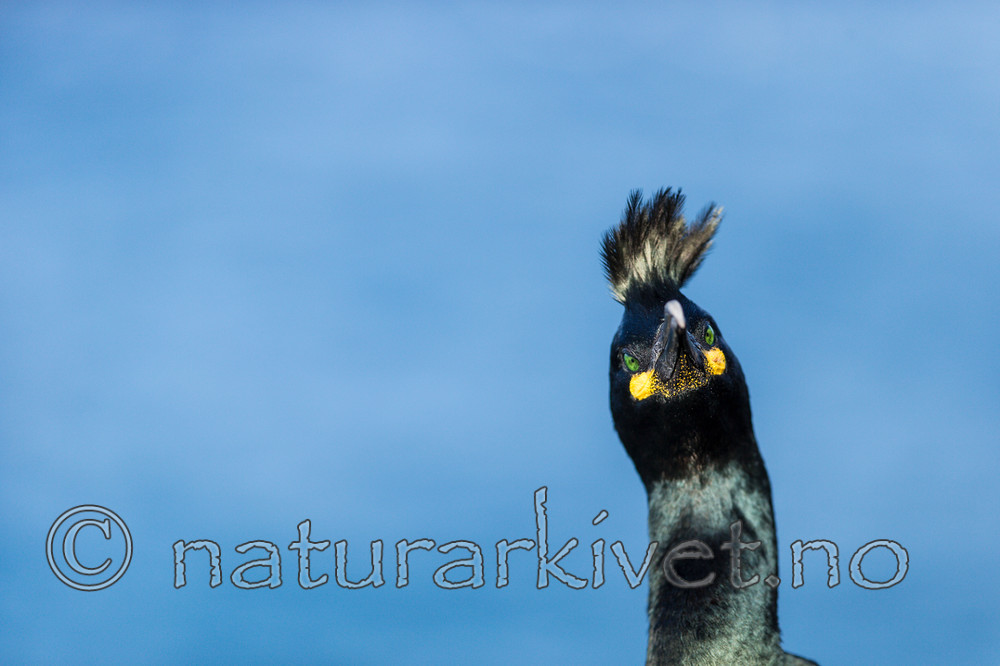 KA_150407_9 / Phalacrocorax aristotelis / Toppskarv