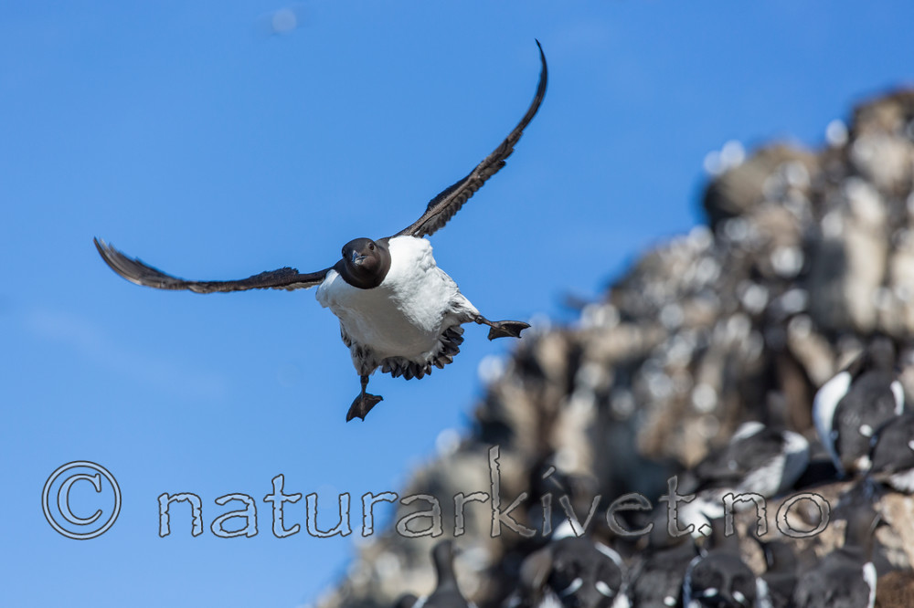 KA_150407_99 / Uria aalge / Lomvi