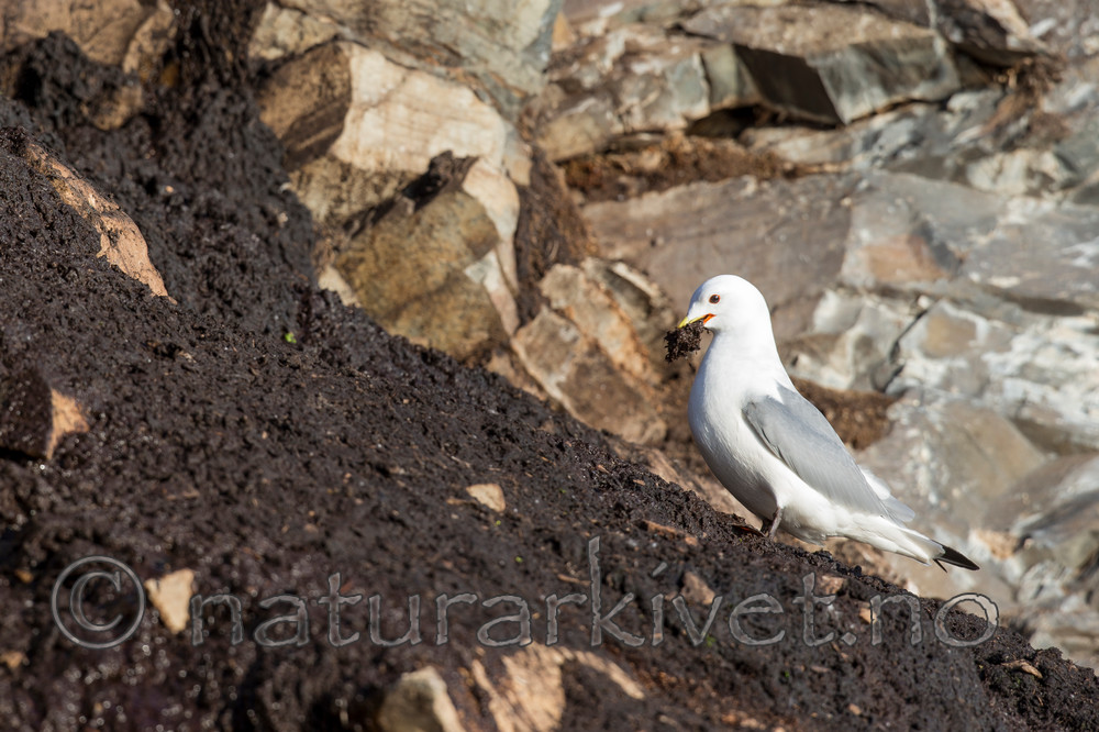 KA_150408_111 / Rissa tridactyla / Krykkje